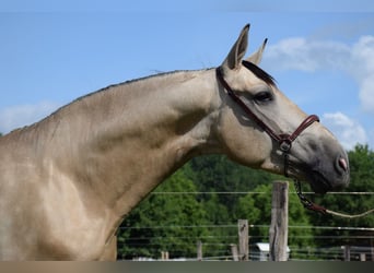 PRE, Wallach, 4 Jahre, 160 cm, Falbe