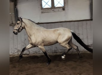 PRE Mix, Wallach, 4 Jahre, 160 cm, Falbe