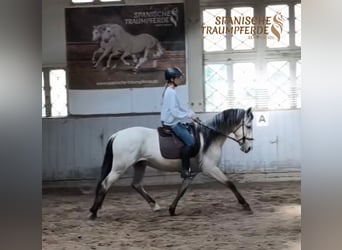 PRE Mix, Wallach, 4 Jahre, 160 cm, Falbe