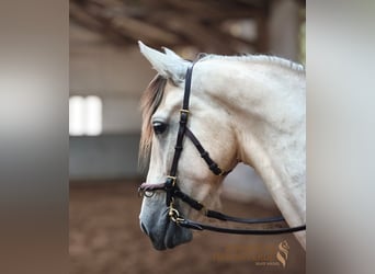 PRE Mix, Wallach, 4 Jahre, 160 cm, Falbe
