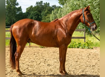 PRE Mix, Wallach, 4 Jahre, 160 cm, Fuchs