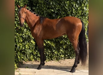 PRE, Wallach, 4 Jahre, 160 cm, Hellbrauner