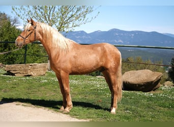 PRE Mix, Wallach, 4 Jahre, 160 cm, Palomino