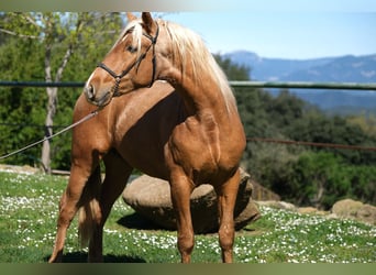 PRE Mix, Wallach, 4 Jahre, 160 cm, Palomino