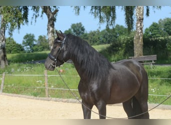 PRE, Wallach, 4 Jahre, 160 cm, Rappe