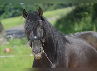 PRE, Wallach, 4 Jahre, 160 cm, Rappe