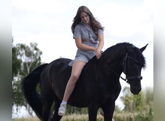 PRE, Wallach, 4 Jahre, 160 cm, Rappe