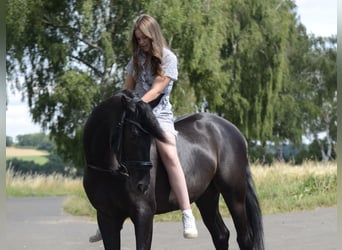 PRE, Wallach, 4 Jahre, 160 cm, Rappe