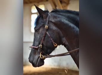 PRE Mix, Wallach, 4 Jahre, 160 cm, Rappe