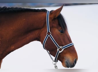 PRE, Wallach, 4 Jahre, 160 cm, Rotbrauner