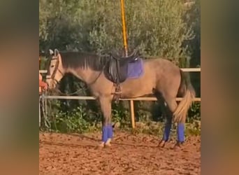 PRE Mix, Wallach, 4 Jahre, 160 cm, Schimmel