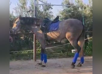 PRE Mix, Wallach, 4 Jahre, 160 cm, Schimmel
