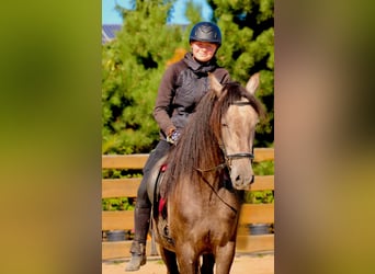 PRE, Wallach, 4 Jahre, 160 cm, Schimmel