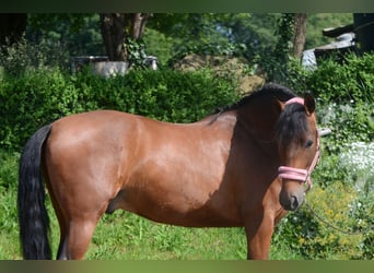 PRE Mix, Wallach, 4 Jahre, 161 cm, Brauner
