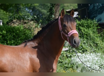 PRE Mix, Wallach, 4 Jahre, 161 cm, Brauner