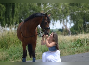PRE Mix, Wallach, 4 Jahre, 161 cm, Brauner