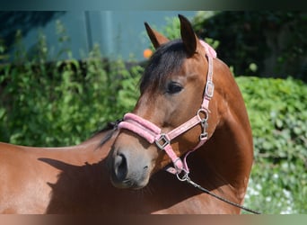 PRE Mix, Wallach, 4 Jahre, 161 cm, Brauner