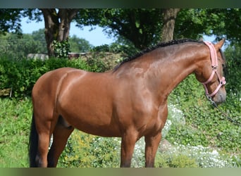 PRE Mix, Wallach, 4 Jahre, 161 cm, Brauner