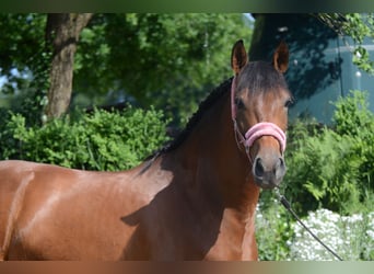 PRE Mix, Wallach, 4 Jahre, 161 cm, Brauner