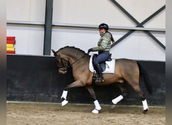 PRE Mix, Wallach, 4 Jahre, 161 cm, Brauner