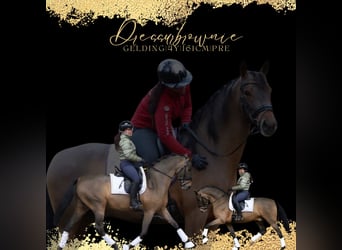 PRE Mix, Wallach, 4 Jahre, 161 cm, Brauner