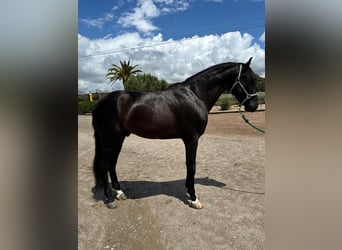 PRE Mix, Wallach, 4 Jahre, 161 cm, Rappe