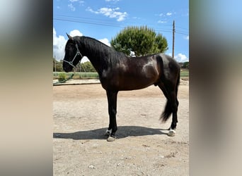 PRE Mix, Wallach, 4 Jahre, 161 cm, Rappe