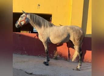PRE Mix, Wallach, 4 Jahre, 161 cm, Schimmel