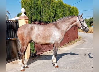 PRE Mix, Wallach, 4 Jahre, 162 cm, Braunfalbschimmel