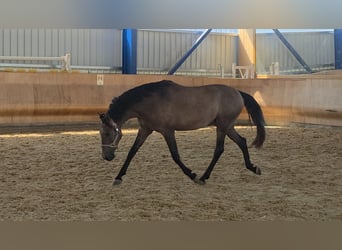 PRE Mix, Wallach, 4 Jahre, 162 cm, Braunfalbschimmel