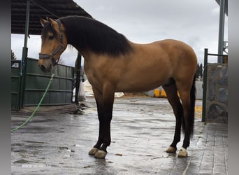 PRE Mix, Wallach, 4 Jahre, 162 cm, Buckskin