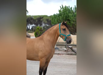 PRE Mix, Wallach, 4 Jahre, 162 cm, Falbe