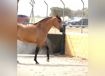 PRE Mix, Wallach, 4 Jahre, 162 cm, Falbe