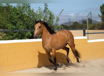 PRE Mix, Wallach, 4 Jahre, 162 cm, Falbe
