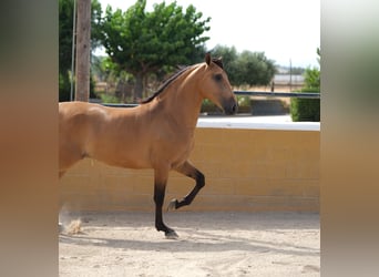 PRE Mix, Wallach, 4 Jahre, 162 cm, Falbe