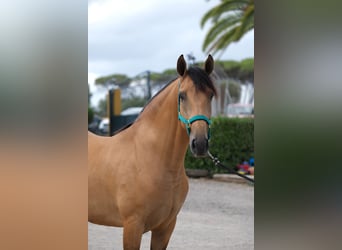 PRE Mix, Wallach, 4 Jahre, 162 cm, Falbe