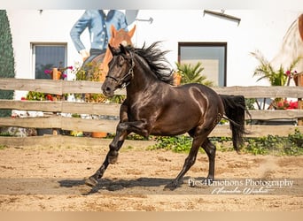 PRE Mix, Wallach, 4 Jahre, 162 cm, Rappe