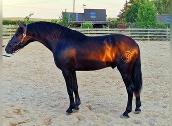 PRE Mix, Wallach, 4 Jahre, 162 cm, Rappe