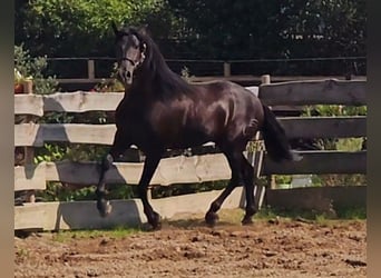 PRE Mix, Wallach, 4 Jahre, 162 cm, Rappe