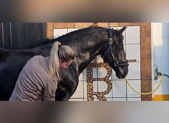 PRE Mix, Wallach, 4 Jahre, 162 cm, Rappe