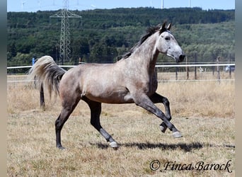 PRE Mix, Wallach, 4 Jahre, 162 cm, Schimmel