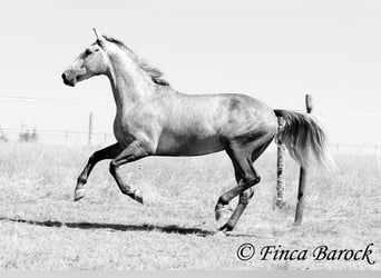 PRE Mix, Wallach, 4 Jahre, 162 cm, Schimmel