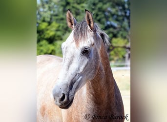 PRE Mix, Wallach, 4 Jahre, 162 cm, Schimmel