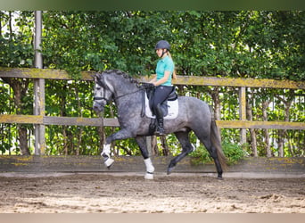 PRE Mix, Wallach, 4 Jahre, 162 cm, Schimmel