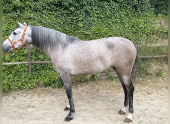 PRE, Wallach, 4 Jahre, 162 cm, Schimmel