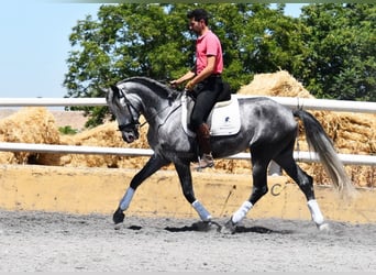 PRE, Wallach, 4 Jahre, 162 cm, Schimmel