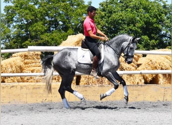 PRE, Wallach, 4 Jahre, 162 cm, Schimmel