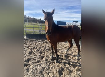 PRE Mix, Wallach, 4 Jahre, 163 cm, Brauner