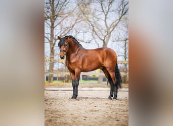 PRE, Wallach, 4 Jahre, 163 cm, Brauner