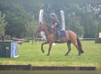 PRE Mix, Wallach, 4 Jahre, 163 cm, Brauner